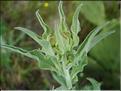 Andryala_integrifolia8960
