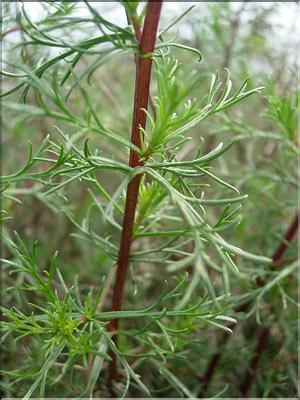 Artemisia_campestris8937