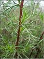 Artemisia_campestris8937