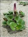 Calystegia_soldanella8887