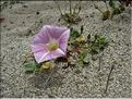 Calystegia_soldanella8897