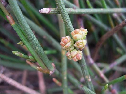 Ephedra_distachya8872