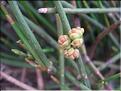 Ephedra_distachya8872