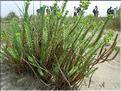 Euphorbia_paralias8869