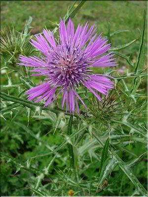 Galactites_elegans8968