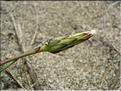 Hypochoeris_glabra8916