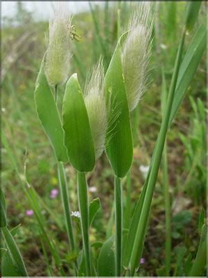 Lagurus_ovatus8952