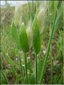 Lagurus_ovatus8952