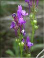 Linaria_pellisseriana8942