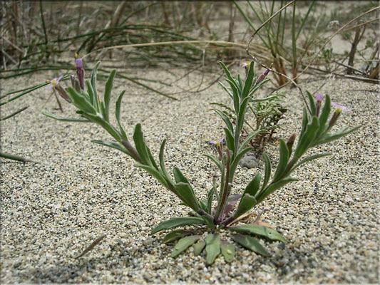 Malcolmia_ramosissima8910