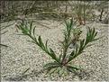Malcolmia_ramosissima8910