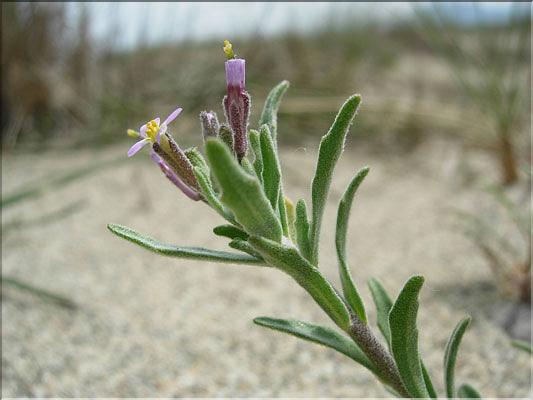 Malcolmia_ramosissima8911