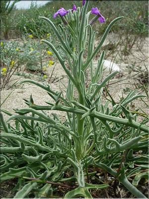 Matthiola_sinuata8874