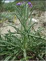 Matthiola_sinuata8874