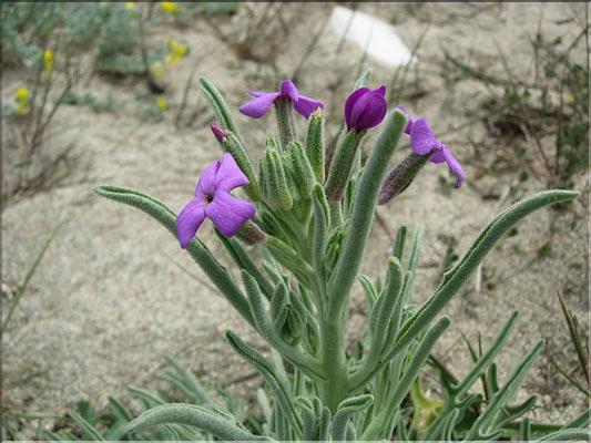 Matthiola_sinuata8875