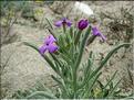 Matthiola_sinuata8875