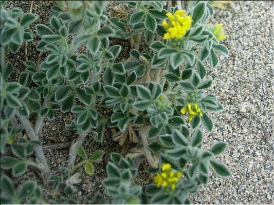 Medicago_marina8870