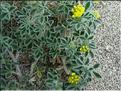 Medicago_marina8870