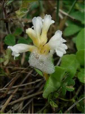 Orobanche_ramosa8970