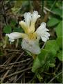 Orobanche_ramosa8970