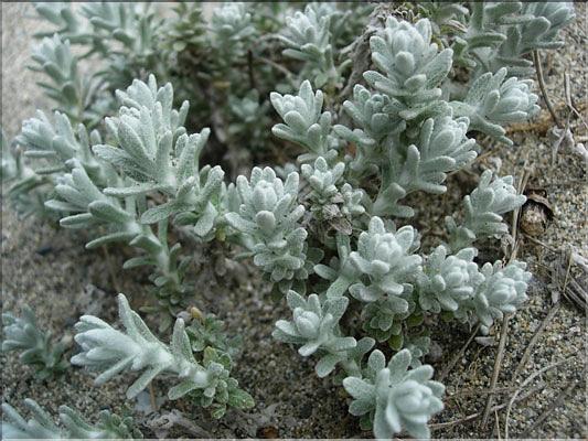 Otanthus_maritimus8878