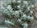 Otanthus_maritimus8878