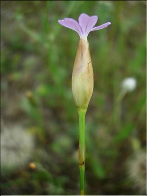 Petrorhagia_prolifera8967