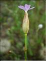 Petrorhagia_prolifera8967