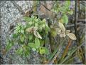 Polycarpon_tetraphyllum8879