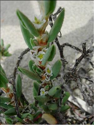 Polygonum_maritimum8909