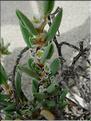 Polygonum_maritimum8909