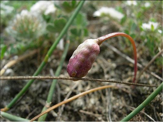 Romulea_ramiflora8923