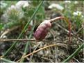 Romulea_ramiflora8923