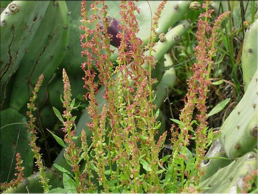 Rumex_bucephalophorus8943