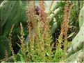 Rumex_bucephalophorus8943