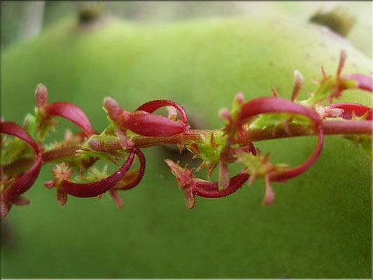 Rumex_bucephalophorus8947