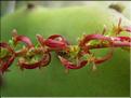 Rumex_bucephalophorus8947