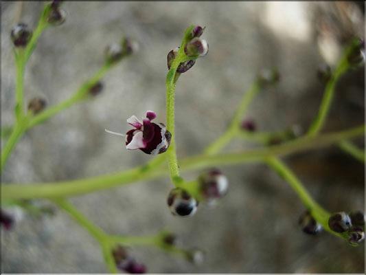 Scrophularia_canina8889