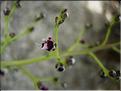 Scrophularia_canina8889