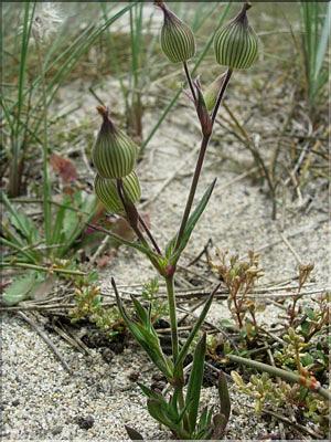 Silene_conica8880