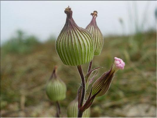 Silene_conica8882