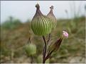 Silene_conica8882