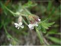 Silene_gallica8948