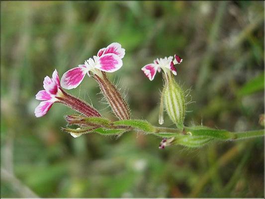 Silene_gallica8954