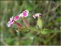Silene_gallica8954