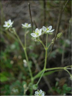 Spergula_arvensis8962