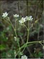 Spergula_arvensis8962