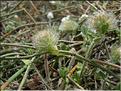 Trifolium_cherleri8919