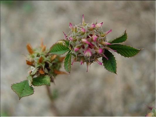 Trifolium_glomeratum8926