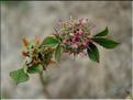 Trifolium_glomeratum8926